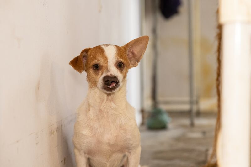 More than 50 dogs and cats “living in filthy conditions” were rescued Wednesday from a property on State Road 121 in Lake Butler, the Union County Sheriff’s Office said. UCSO and the Union County Animal Control requested the ASPCA’s assistance with rescuing the animals, which included newborn kittens.