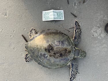 Cold-stunned sea turtle found on St. Simons Island being treated at Georgia Sea Turtle Center