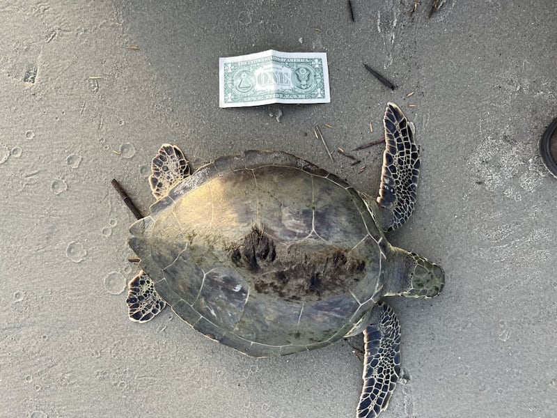 Cold-stunned sea turtle found on St. Simons Island being treated at Georgia Sea Turtle Center