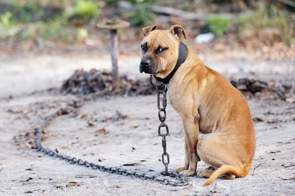 Humane World for Animals rescues dogs from a suspected dogfighting situation at a large property in Union County, Florida as part of a multi-property seizure in Clay and Union counties on Dec. 10, 2025.