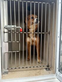 More than 70 dogs and cats at a home in Middleburg were surrendered on Tuesday to Clay County Animal Services.