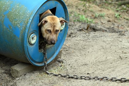 Humane World for Animals rescues dogs from a suspected dogfighting situation in Clay County, Florida as part of a multi-property seizure in Clay and Union counties on Dec. 10, 2025.  (Kevin Wolf/AP)