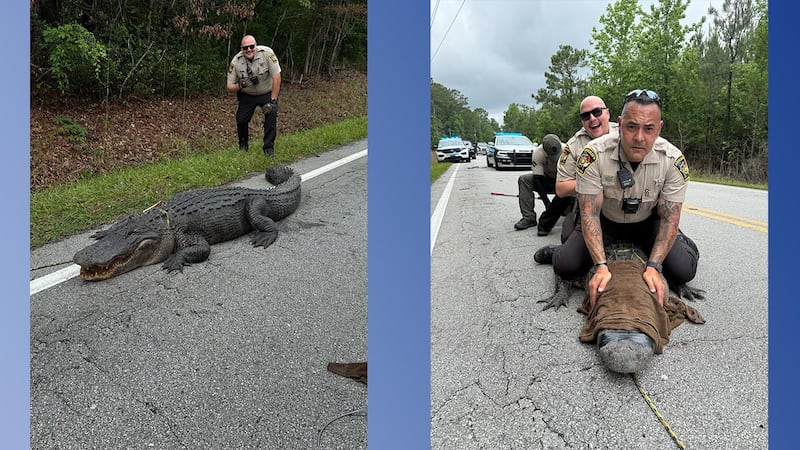 ‘Scaly Intentions’: Sheriff’s deputies capture 400lb gator