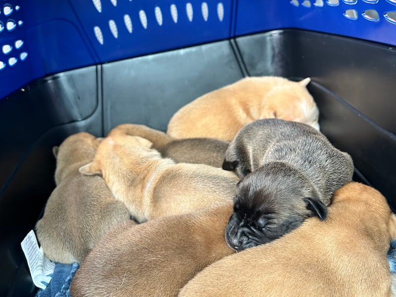 More than 70 dogs and cats at a home in Middleburg were surrendered on Tuesday to Clay County Animal Services.