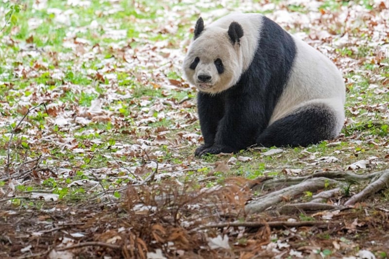 Giant Pandas