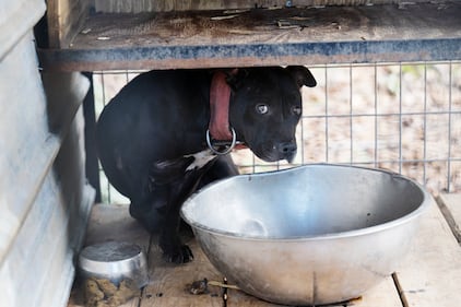 Humane World for Animals rescues dogs from a suspected dogfighting situation at a large property in Union County, Florida as part of a multi-property seizure in Clay and Union counties on Dec. 10, 2025.