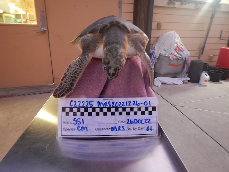 Cold-stunned sea turtle found on St. Simons Island being treated at Georgia Sea Turtle Center