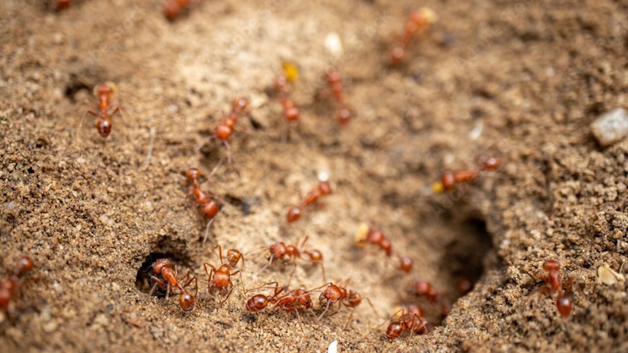 File photo. The two teens were planning to sell the ants to markets in Europe and Asia, authorities said.