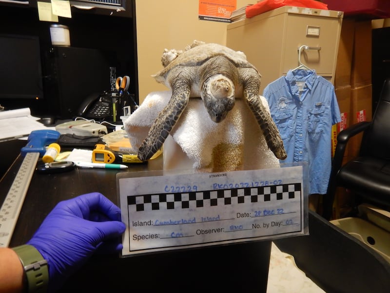 Four more cold-stunned sea turtles were found in Southeast Georgia this week and are getting help from Georgia Sea Turtle Center.