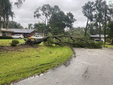 Tree down in Mandarin