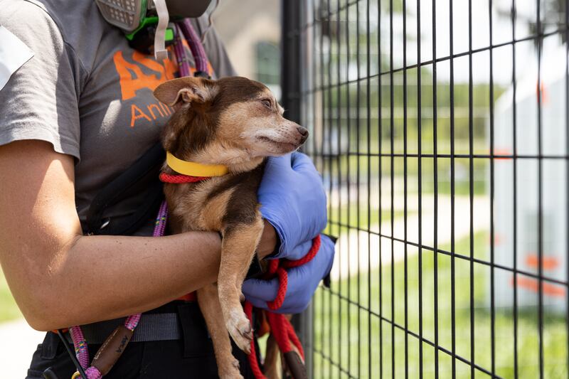 More than 50 dogs and cats “living in filthy conditions” were rescued Wednesday from a property on State Road 121 in Lake Butler, the Union County Sheriff’s Office said. UCSO and the Union County Animal Control requested the ASPCA’s assistance with rescuing the animals, which included newborn kittens.