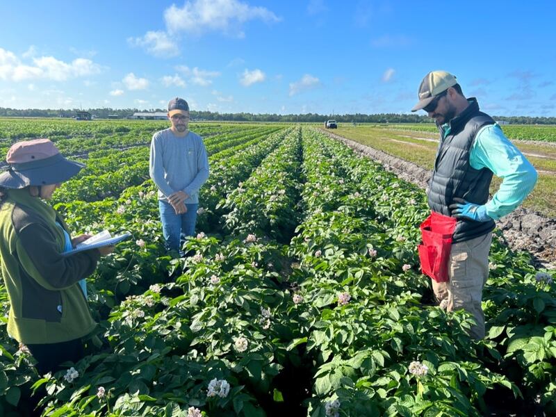 (UF/IFAS Hastings Agricultural Extension Center)