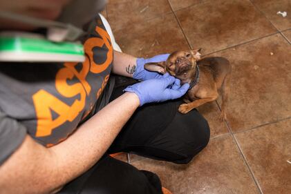 More than 50 dogs and cats “living in filthy conditions” were rescued Wednesday from a property on State Road 121 in Lake Butler, the Union County Sheriff’s Office said. UCSO and the Union County Animal Control requested the ASPCA’s assistance with rescuing the animals, which included newborn kittens.