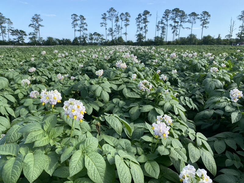 (UF/IFAS Hastings Agricultural Extension Center)