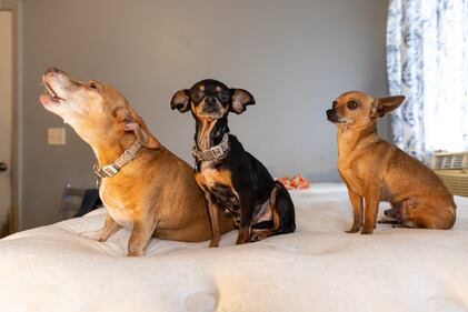 More than 50 dogs and cats “living in filthy conditions” were rescued Wednesday from a property on State Road 121 in Lake Butler, the Union County Sheriff’s Office said. UCSO and the Union County Animal Control requested the ASPCA’s assistance with rescuing the animals, which included newborn kittens.