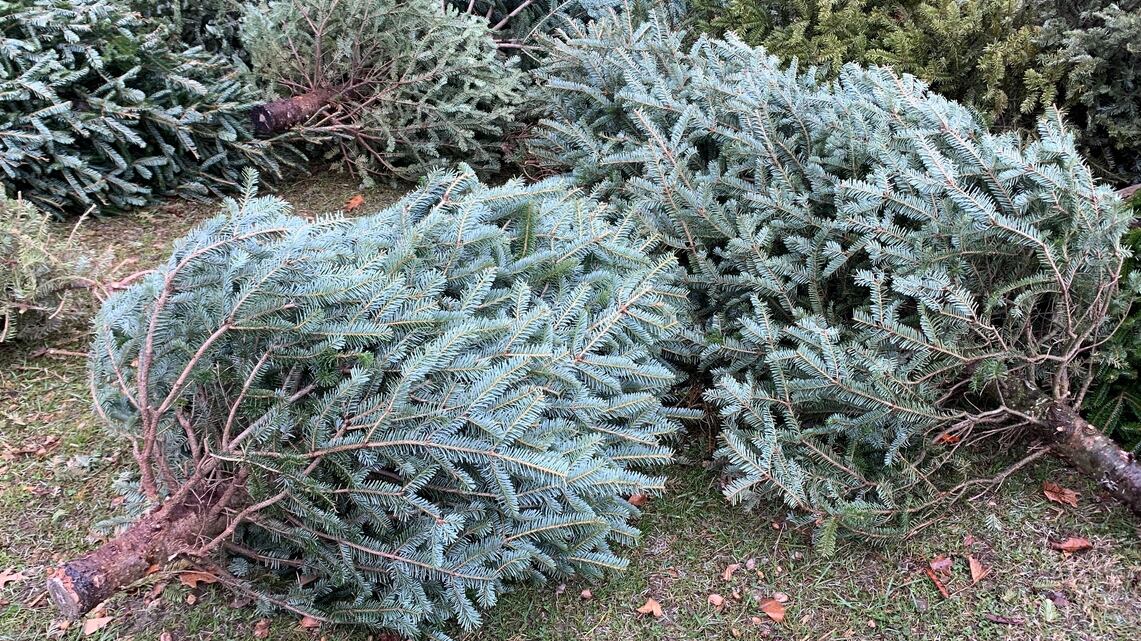 YETI this holiday season launched a new initiative by recycling old Christmas trees and turning them into habitats for fish.