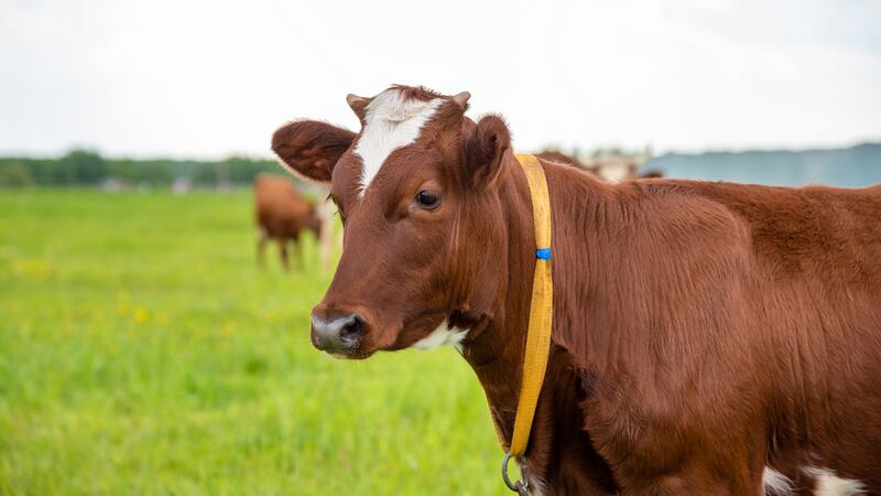 Florida man shoots neighborās cow after it came onto his property, sheriff says