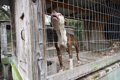 Humane World for Animals rescues dogs from a suspected dogfighting situation in Clay County, Florida as part of a multi-property seizure in Clay and Union counties on Dec. 10, 2025.  (Kevin Wolf/AP)