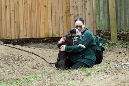 Humane World for Animals rescues dogs from a suspected dogfighting situation in Clay County, Florida as part of a multi-property seizure in Clay and Union counties on Dec. 10, 2025.  (Kevin Wolf/AP)