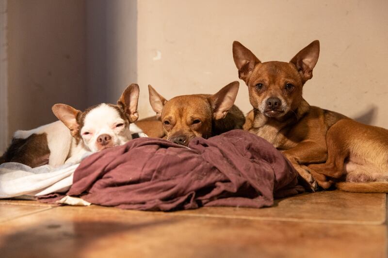More than 50 dogs and cats “living in filthy conditions” were rescued Wednesday from a property on State Road 121 in Lake Butler, the Union County Sheriff’s Office said. UCSO and the Union County Animal Control requested the ASPCA’s assistance with rescuing the animals, which included newborn kittens.
