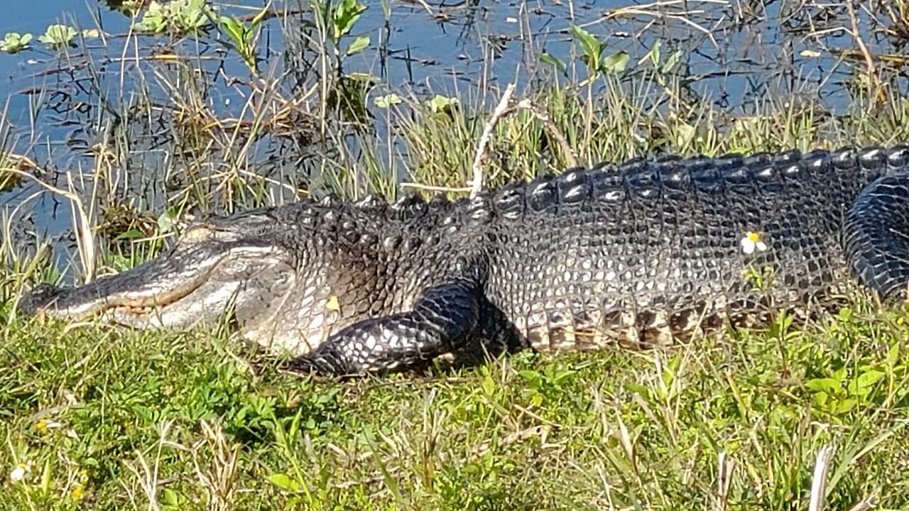 Alligators are rarely seen in saltwater environments.