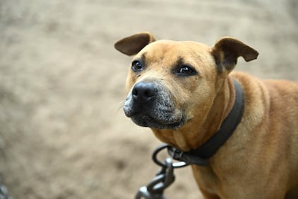 Humane World for Animals rescues dogs from a suspected dogfighting situation in Clay County, Florida as part of a multi-property seizure in Clay and Union counties on Dec. 10, 2025.  (Kevin Wolf/AP)