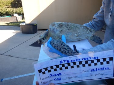 Four more cold-stunned sea turtles were found in Southeast Georgia this week and are getting help from Georgia Sea Turtle Center.