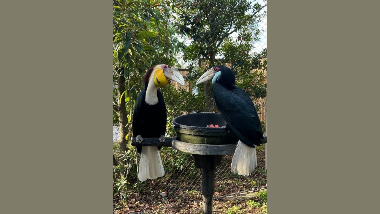 Humphrey and Bacall at the Jacksonville Zoo