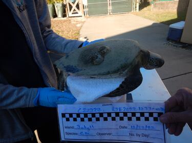 Four more cold-stunned sea turtles were found in Southeast Georgia this week and are getting help from Georgia Sea Turtle Center.