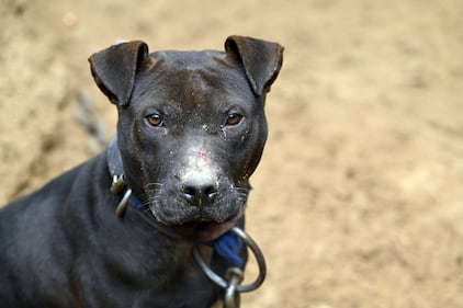 Humane World for Animals rescues dogs from a suspected dogfighting situation in Clay County, Florida as part of a multi-property seizure in Clay and Union counties on Dec. 10, 2025.  (Kevin Wolf/AP)