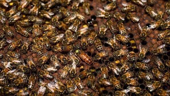 The bees were American honeybees.