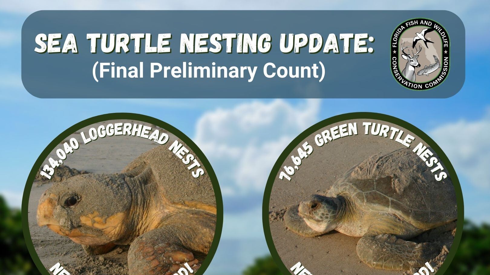 The 2023 Florida sea turtle nesting season numbers are in and two annual records were broken.