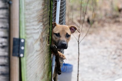 Humane World for Animals rescues dogs from a suspected dogfighting situation at a large property in Union County, Florida as part of a multi-property seizure in Clay and Union counties on Dec. 10, 2025.
