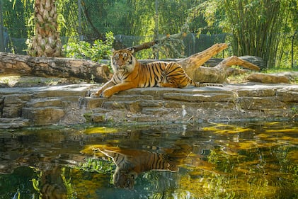 The Jacksonville Zoo and Gardens is mourning the death of its Sumatran tiger Lucy.