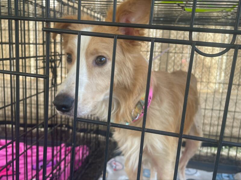 The animals seized will be treated in Clay County until they can be adopted into new homes.