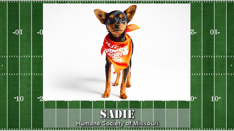 Puppy Bowl starting line up