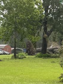 Picture of downed trees near Nash Road in Lake City.