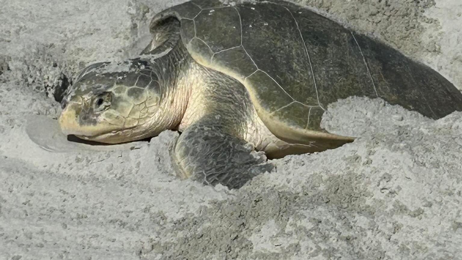 (Mikler's Beach Turtle Patrol)