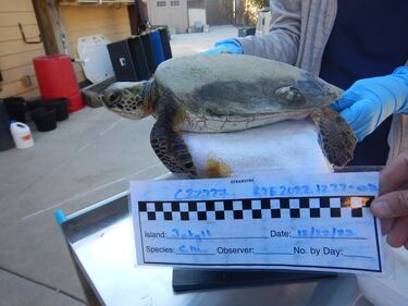 Four more cold-stunned sea turtles were found in Southeast Georgia this week and are getting help from Georgia Sea Turtle Center.