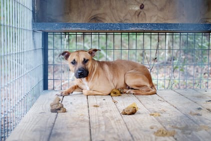Humane World for Animals rescues dogs from a suspected dogfighting situation at a large property in Union County, Florida as part of a multi-property seizure in Clay and Union counties on Dec. 10, 2025.