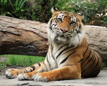 The Jacksonville Zoo and Gardens is mourning the death of its Sumatran tiger Lucy.