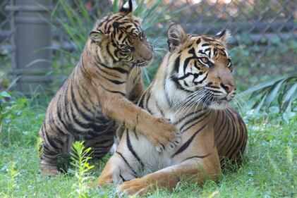 The Jacksonville Zoo and Gardens is mourning the death of its Sumatran tiger Lucy.