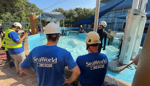 Beluga whale rescue