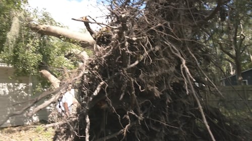 Family members in Glynn County are facing several challenges after winds from Helene toppled more than a dozen large trees on their property.