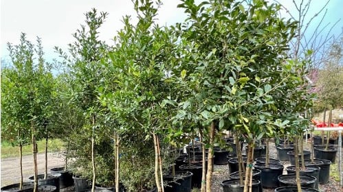 Homeowners in City limits invited to apply starting Thursday, June 1.