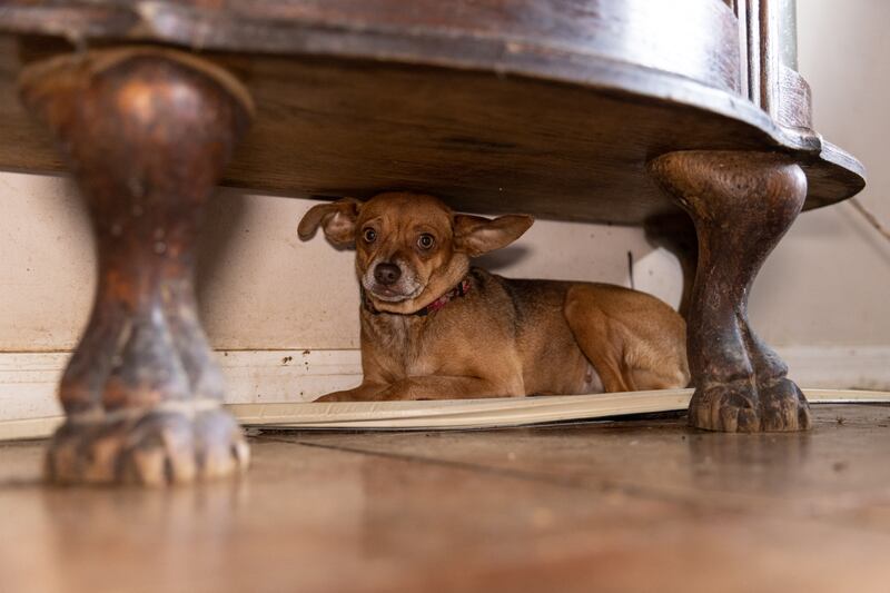More than 50 dogs and cats “living in filthy conditions” were rescued Wednesday from a property on State Road 121 in Lake Butler, the Union County Sheriff’s Office said. UCSO and the Union County Animal Control requested the ASPCA’s assistance with rescuing the animals, which included newborn kittens.