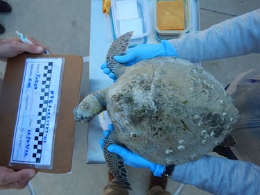 Four more cold-stunned sea turtles were found in Southeast Georgia this week and are getting help from Georgia Sea Turtle Center.