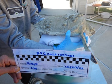 Four more cold-stunned sea turtles were found in Southeast Georgia this week and are getting help from Georgia Sea Turtle Center.