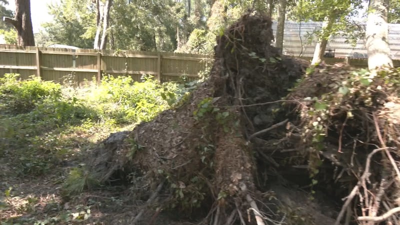 Family members in Glynn County are facing several challenges after winds from Helene toppled more than a dozen large trees on their property.