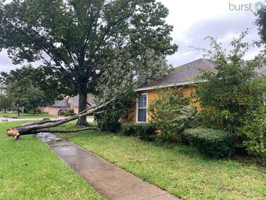 Tree damage in Mandarin
